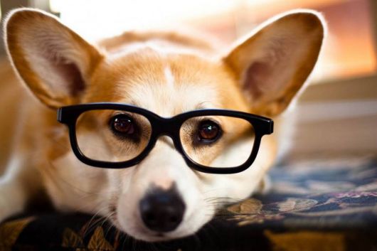 exemplo de óculos de grau para rosto redondo cachorro corgi