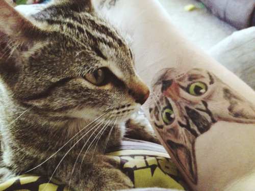 tatuagem de gato aquarela