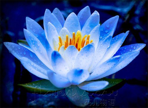 flor de lótus azul.