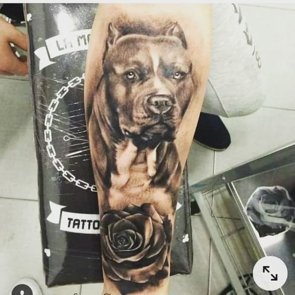 modelo tatuagem de pitbull