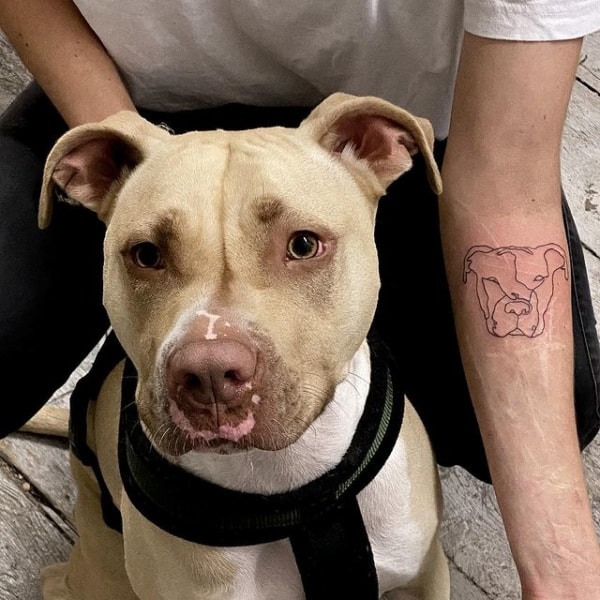 tatuagem de pitbull homenagem