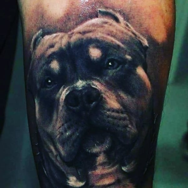 tatuagem de pitbull sombreada