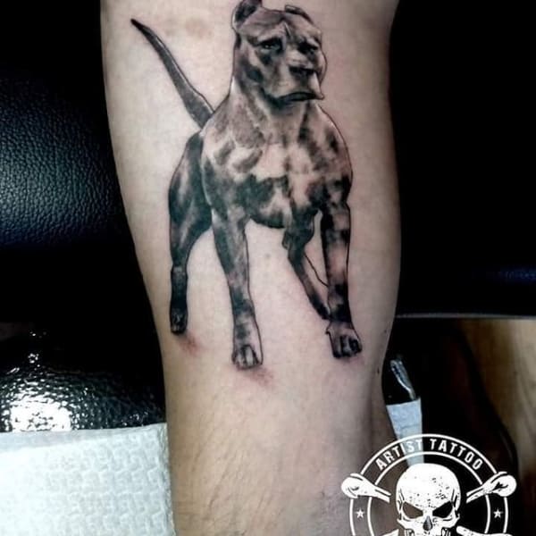 tatuagem de pitbull1